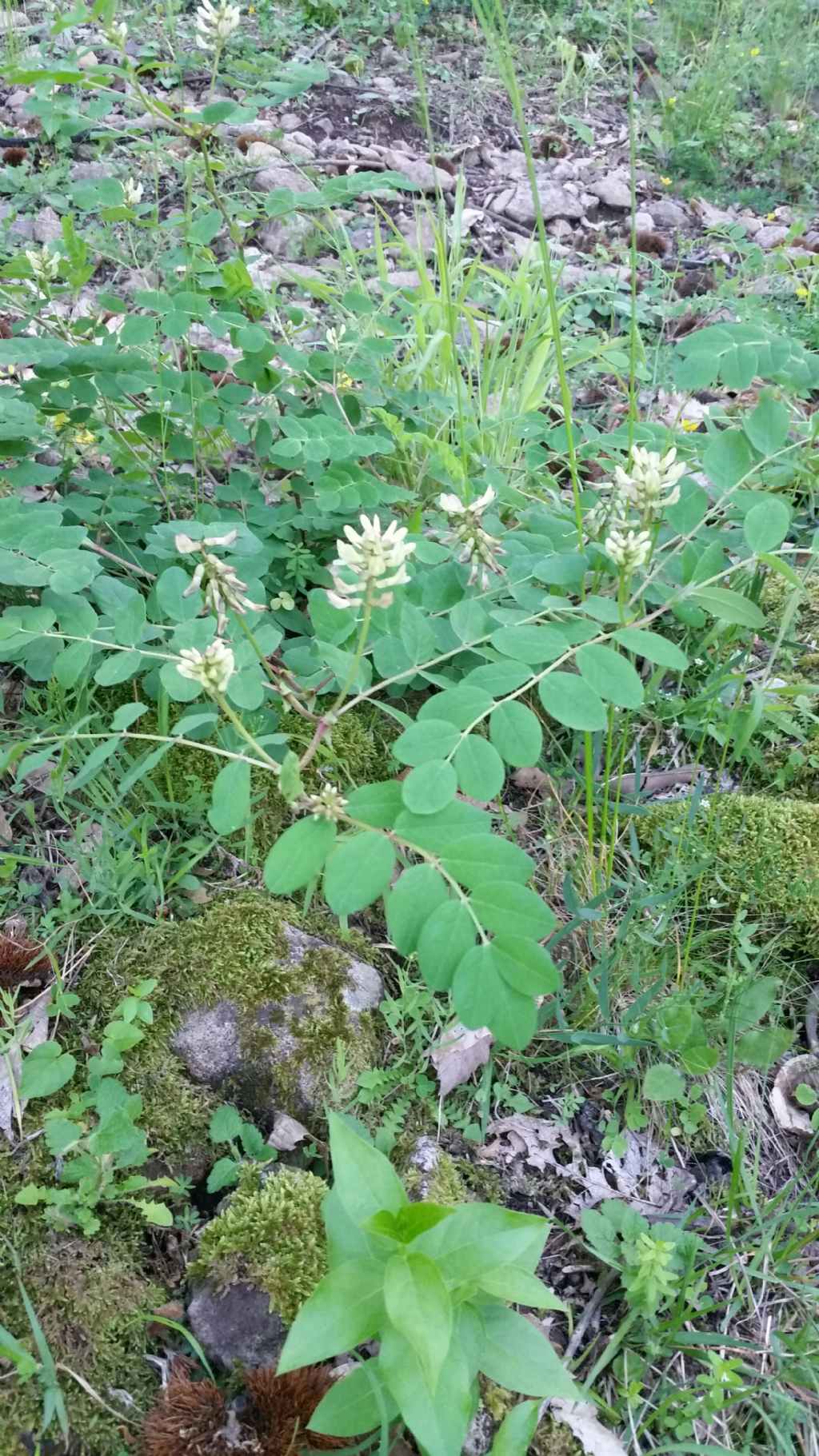 Astragalus glycyphyllos (Fabaceae)